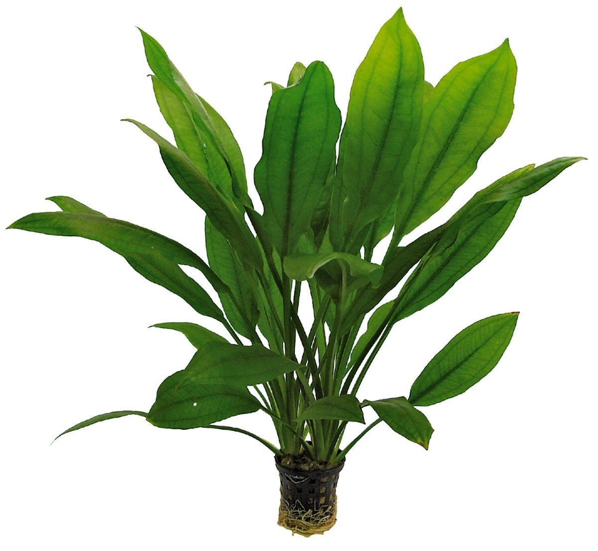 Echinodorus Bleheri 5cm