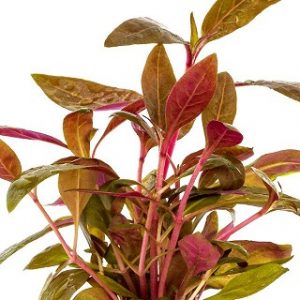 Alternanthera reineckii ‘Rosaefolia’ – XL