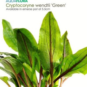 Cryptocoryne wendtii ‘Green’ 5 p