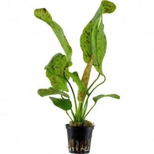 Echinodorus ‘Ozelot Green’ 5 p
