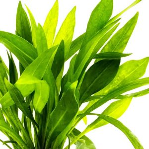 Helanthium bolivianum ‘Xingu’ 5 p