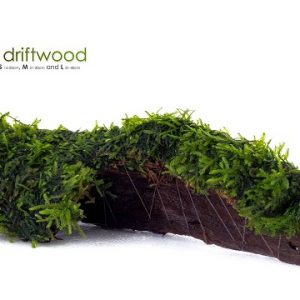 Vesicularia driftwood nano (5-7cm) 1 p