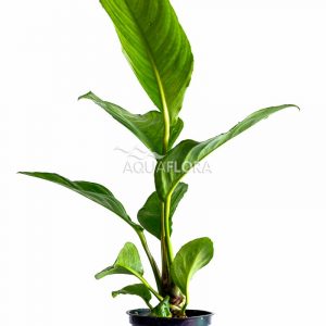 Anubias heterophylla 5 p