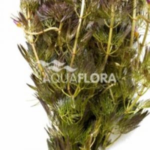 Cabomba furcata (piauhyensis) BA 10 p