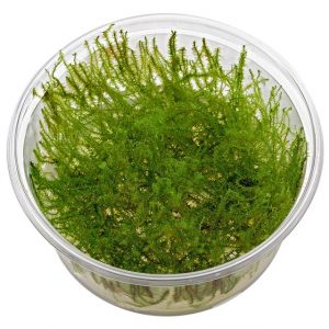 Leptodictyum riparium (stringy moss) VC 3 p