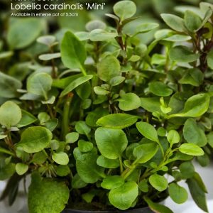 Lobelia cardinalis ‘Mini’ 5 p