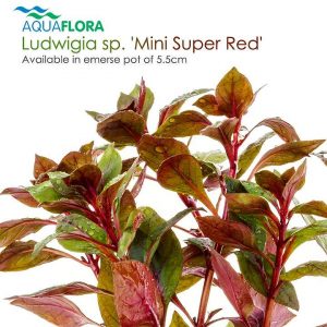 Ludwigia sp. ‘Mini Super Red’ 5 p