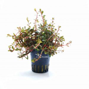 Rotala rotundifolia ‘H’ra’ 5 p