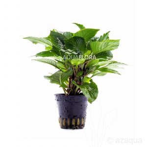 Hygrophila corymbosa ‘Parvifolia Green’ 5 p