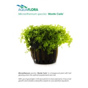 Micranthemum species ‘Monte Carlo’ 5 p