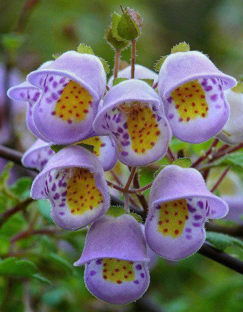 Rare flower formation