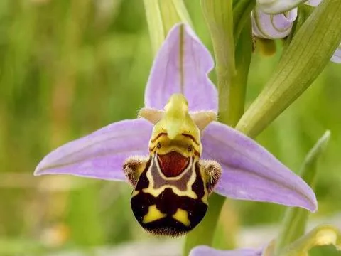 Rare flower formation