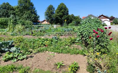 Krautgarten