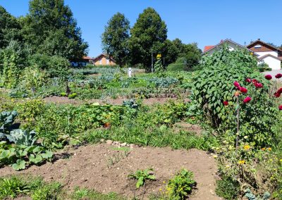 Krautgarten