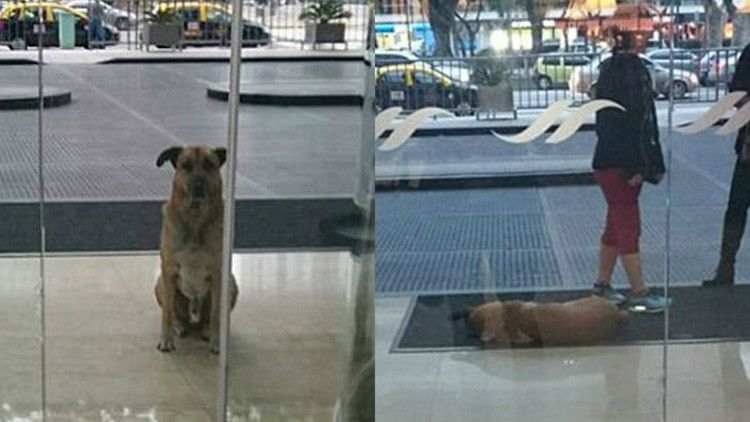 El ‘Hachiko’ argentino: Un perro vagabundo aguarda seis meses a una azafata a la entrada de un hotel – RT