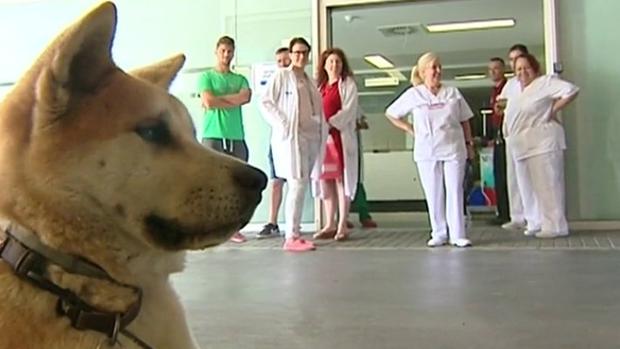 Una perra pasa cuatro días en la puerta de un hospital esperando a que den de alta a su dueña