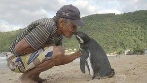 El pingüino que nada 8.000 kilómetros cada año para reunirse con el hombre que le salvó lo ha vuelto a hacer