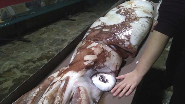 Hallan en La Coruña una cría de calamar gigante de 105 kilos que pudo morir en una lucha de «titanes»