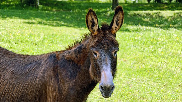 México: Un ladrón roba un burro y solicita un insólito rescate – RT