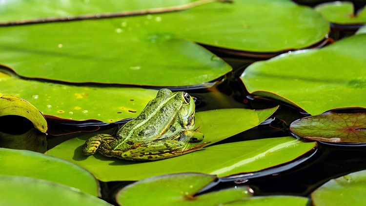 El misterio de la extinción de 10.000 ranas gigantes en un río de Perú – RT