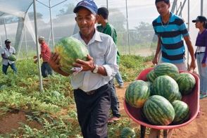 ENFOQUE – Cultivo de sandía sin semillas crece en el mundo | Listín Diario