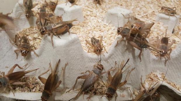 ¿Comeremos insectos? Aquí tienes algunas claves de futuro