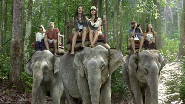 Fin a la venta de entradas para algunos de los sitios turísticos más crueles contra los animales silvestres
