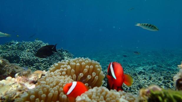 Algunos peces nadan hacia sus depredadores debido al aumento del CO2 en el mar