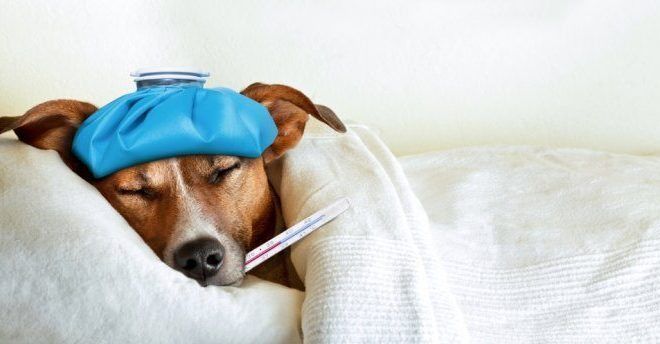 Señales de que tu perro tiene fiebre
