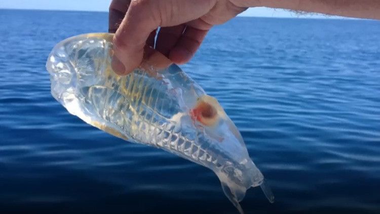 VIDEO: Esta sorprendente criatura transparente habita los océanos de nuestro planeta – RT