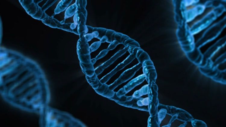 Descubren una revolucionaria técnica que permite curar genes dañados y prolongar la vida – RT