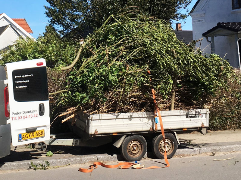 Fuldt læs på traileren. Jeg kører fortrinsvis på Østfyn