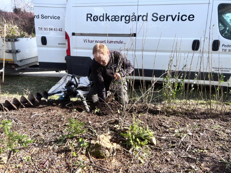 Plantning af ny ligusterhæk