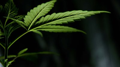 Kannabislehti