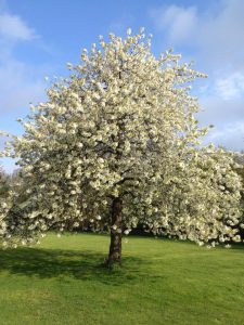 kirsebær i blomst