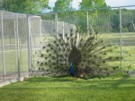 100_0008.JPG