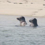 Heel veel zeehonden