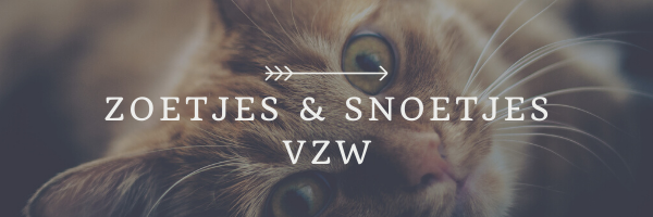 Little Cat Email Header (2)