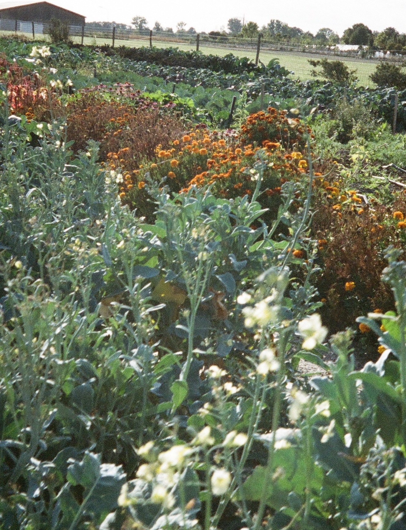 Biodynamische boerderij Meinklang...