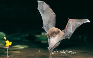 Wasserfeldermaus