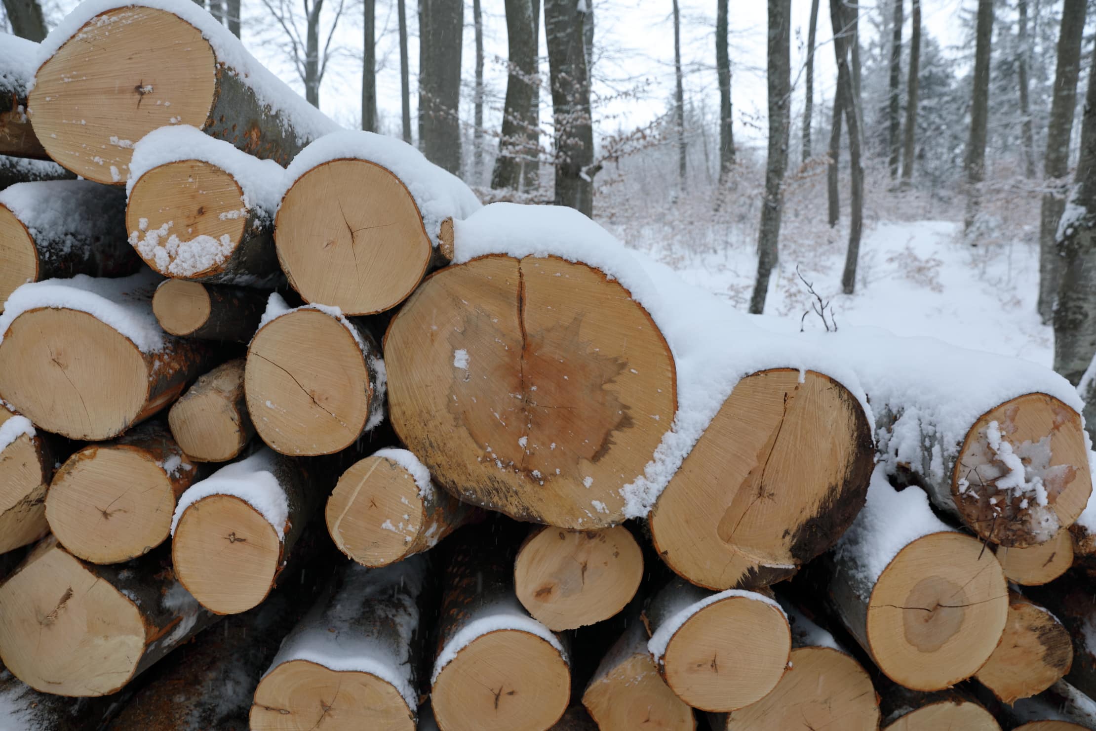 Holzqualität mäßig