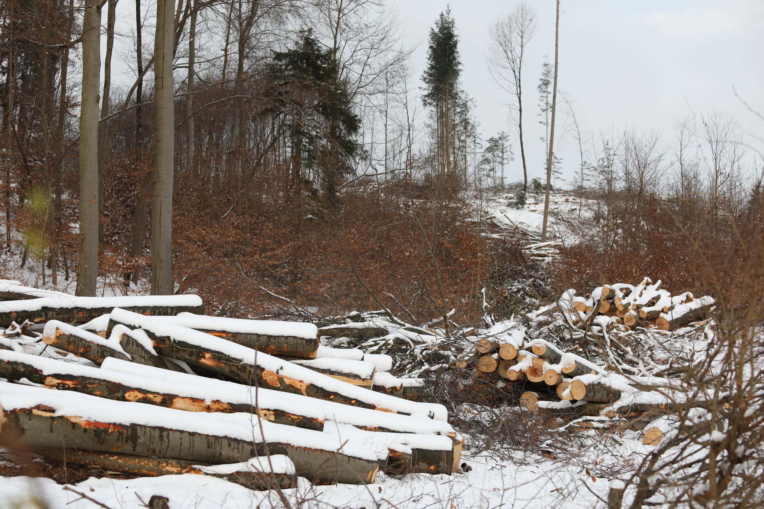 Kahlschlag Schutzwald Steinebach © Stephan Bleek 2021