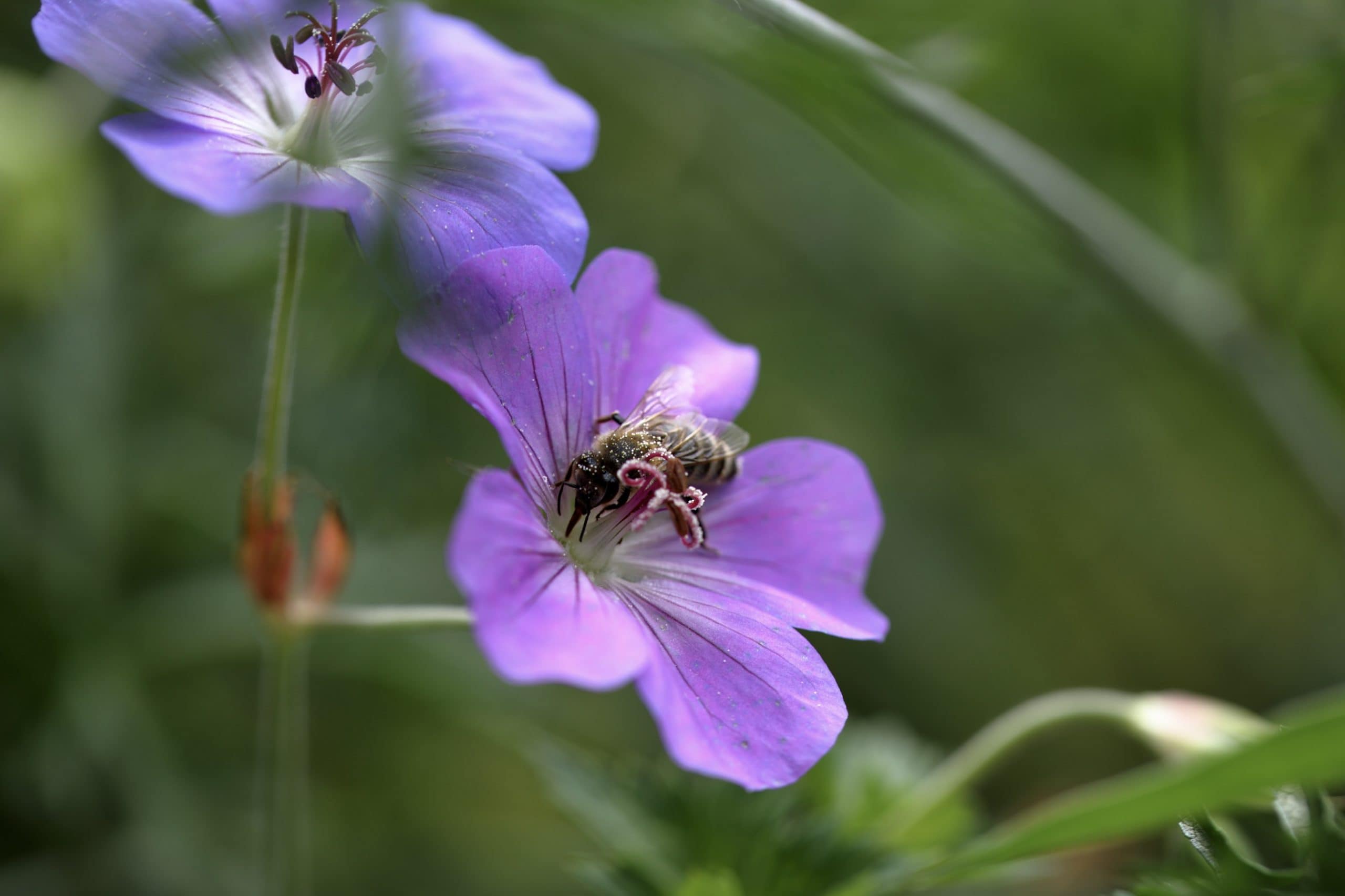 Bienenweide-im-Garten-12