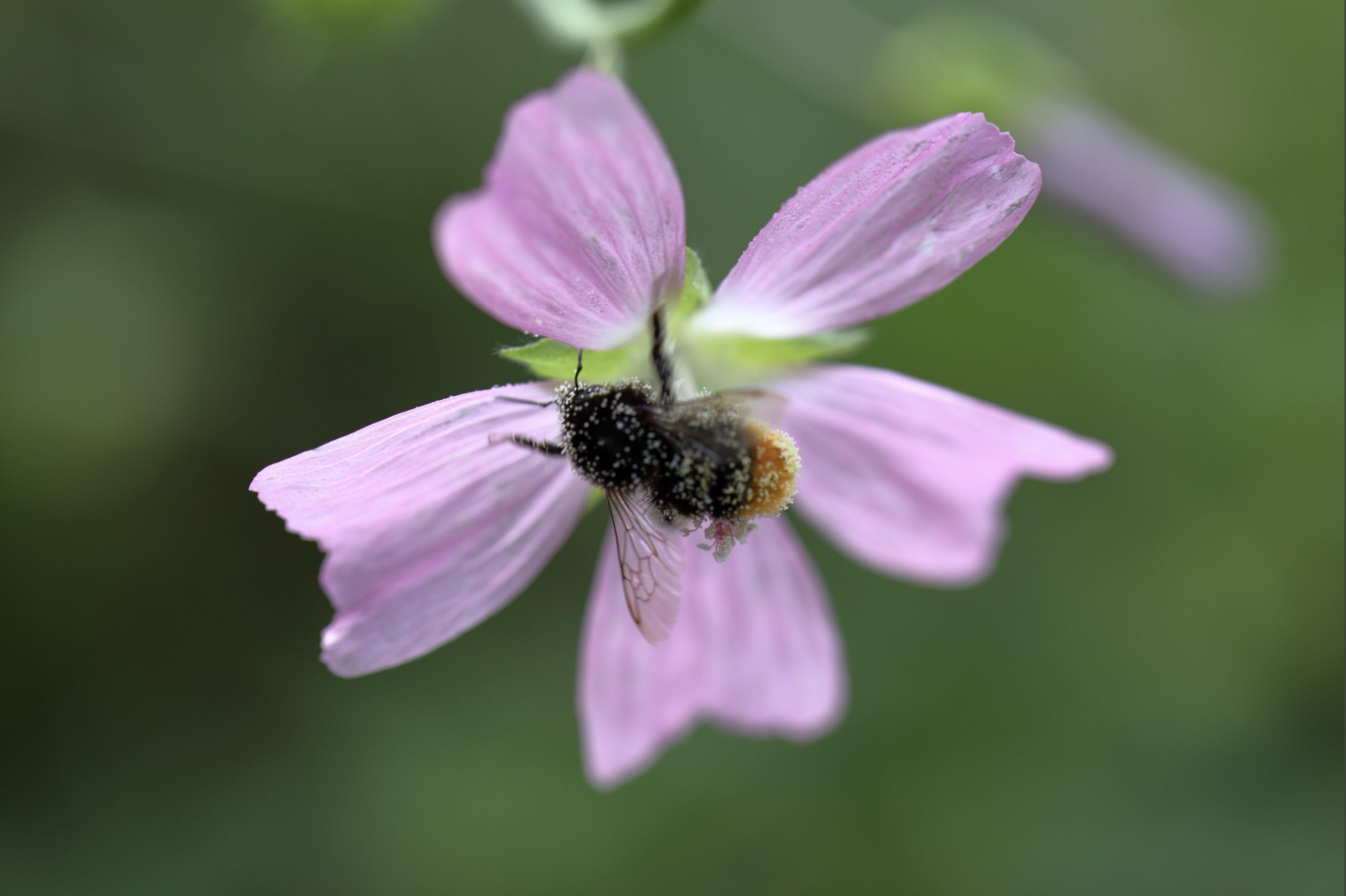 Bienenweide-im-Garten-13