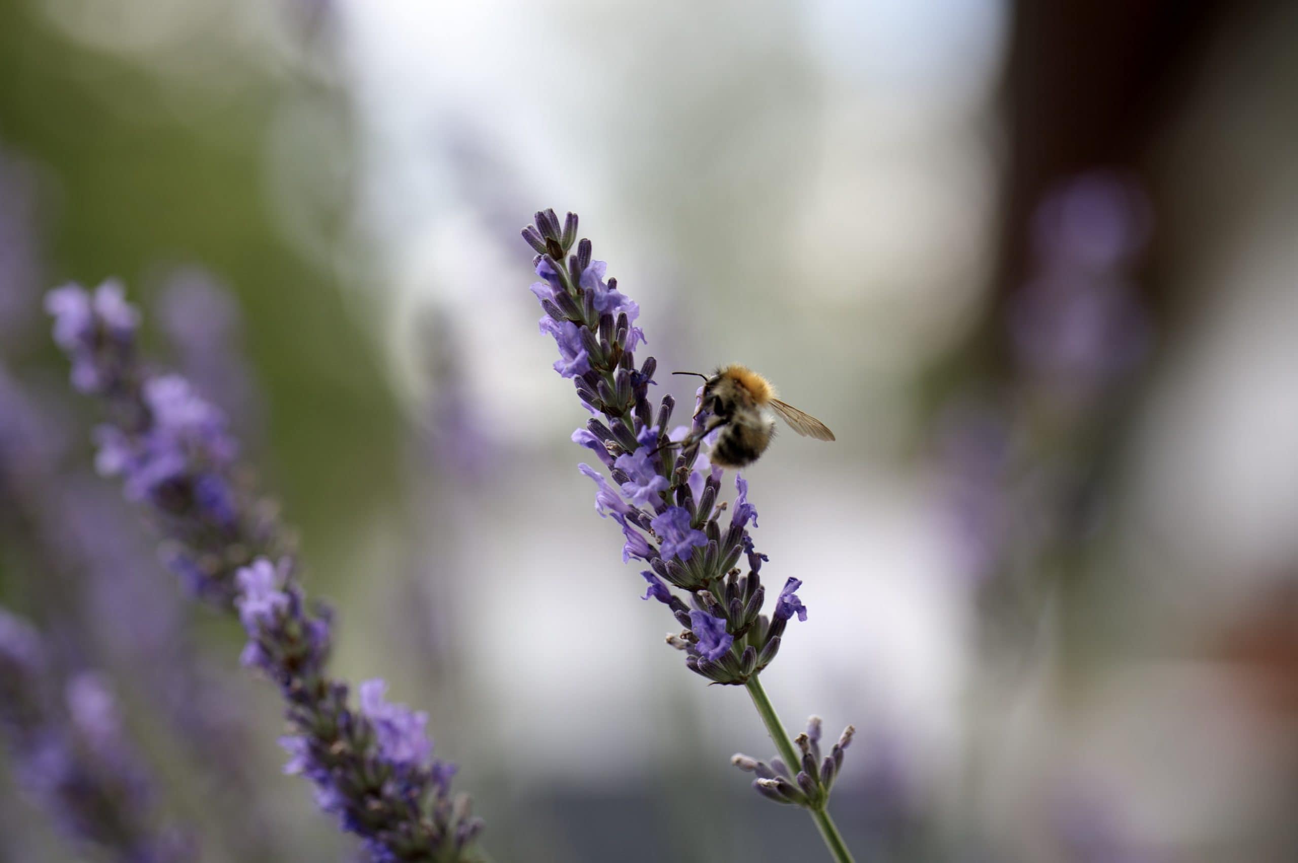 Bienenweide-im-Garten-14