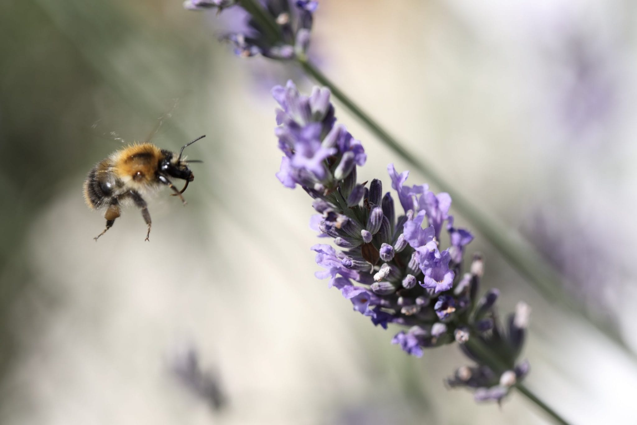 Bienenweide im Garten