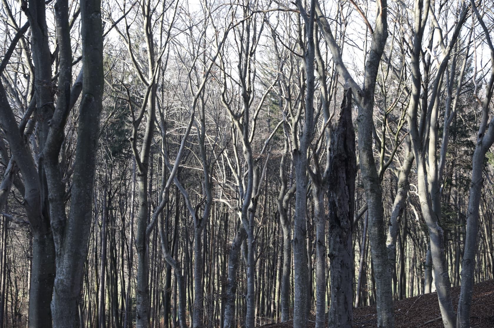 Buchenwald Steinebach