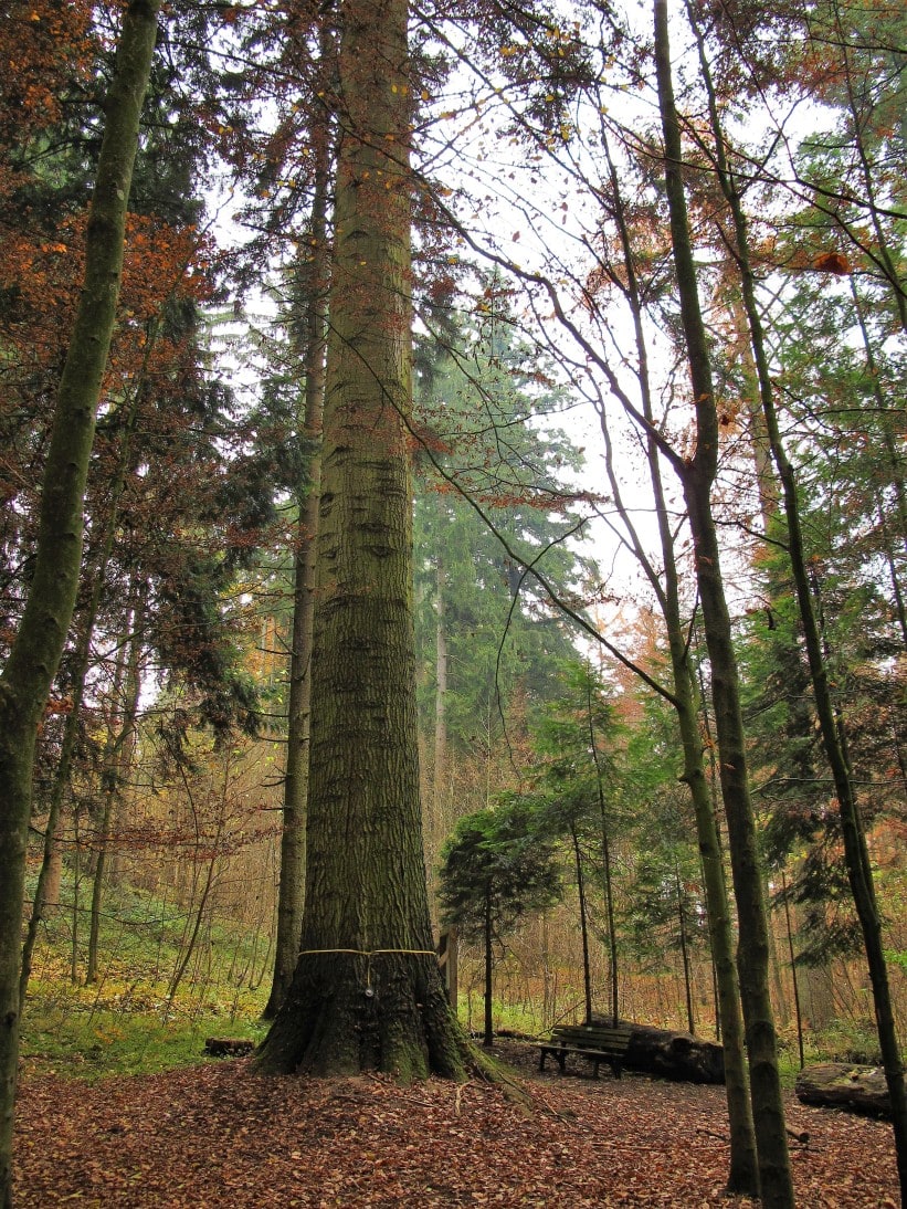 Große Küstentanne