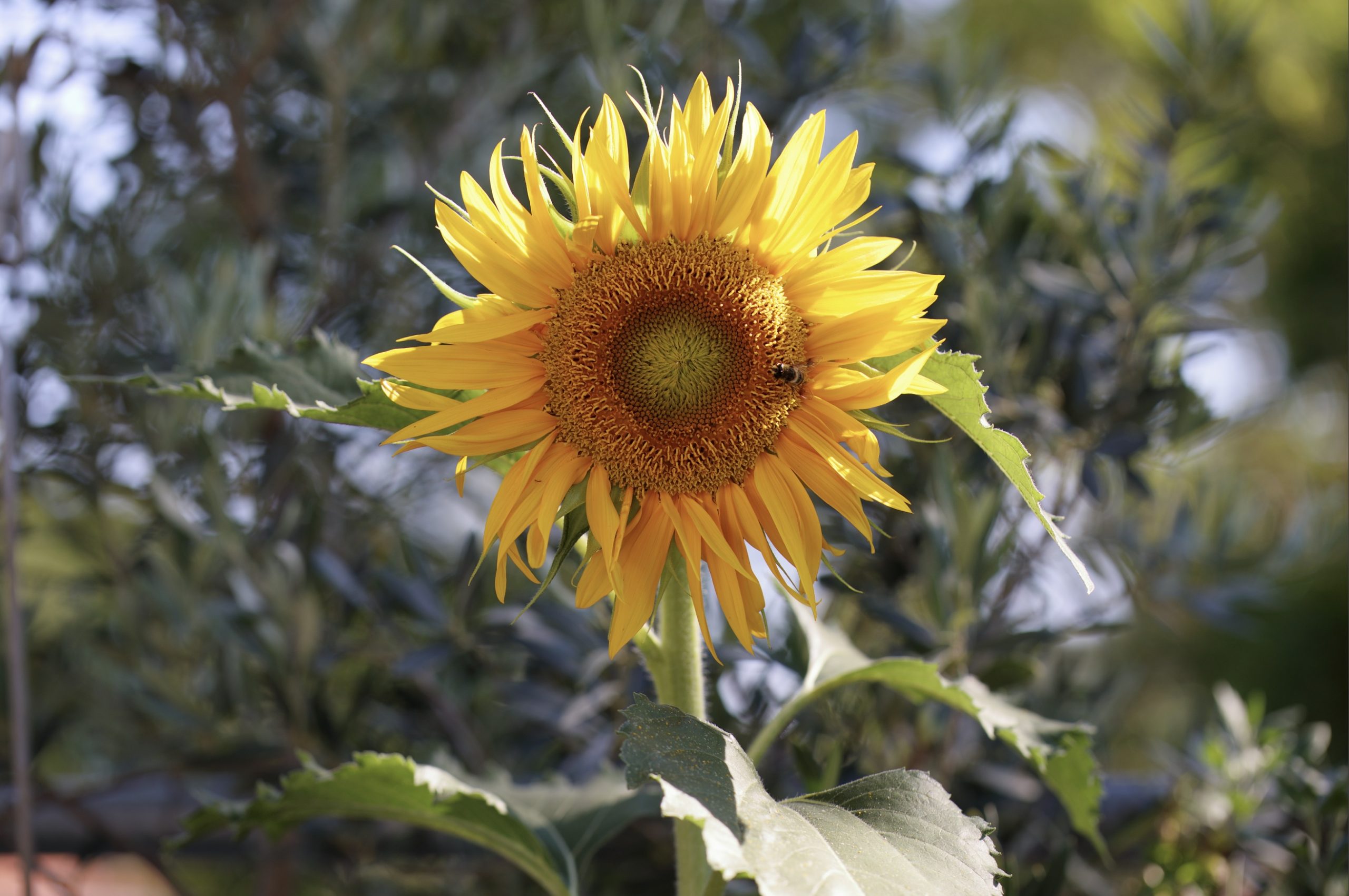 Sonnenblume-woerthsee-3