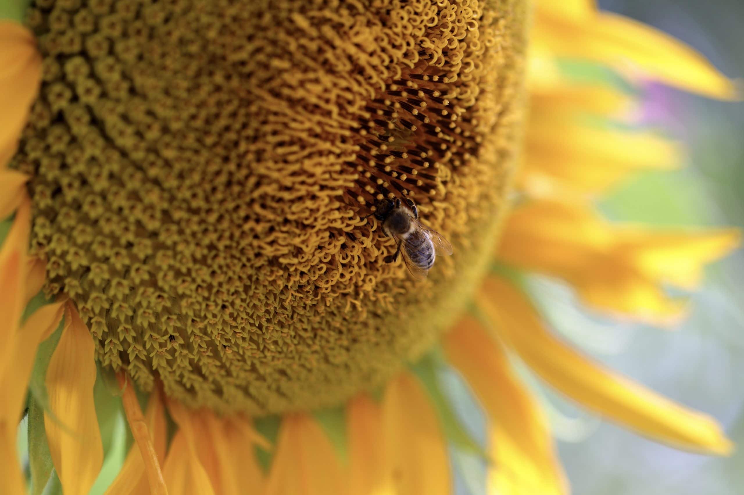 Artenvielfalt Wörthsee Sonnenblume